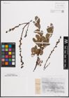 Foto von Salix nigricans Sm. x Salix phylicifolia L. x Salix purpurea L.